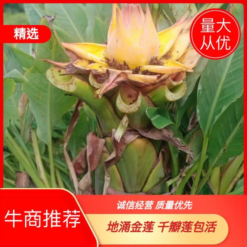地涌金莲千瓣莲包活大型花卉工程花园绿化适合办公室客厅庭院