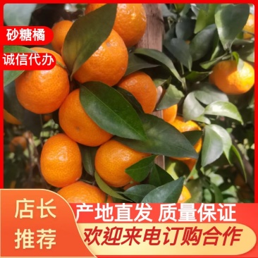 沙糖桔！正宗广西桂林沙糖桔开始上市了有需赶快联系！
