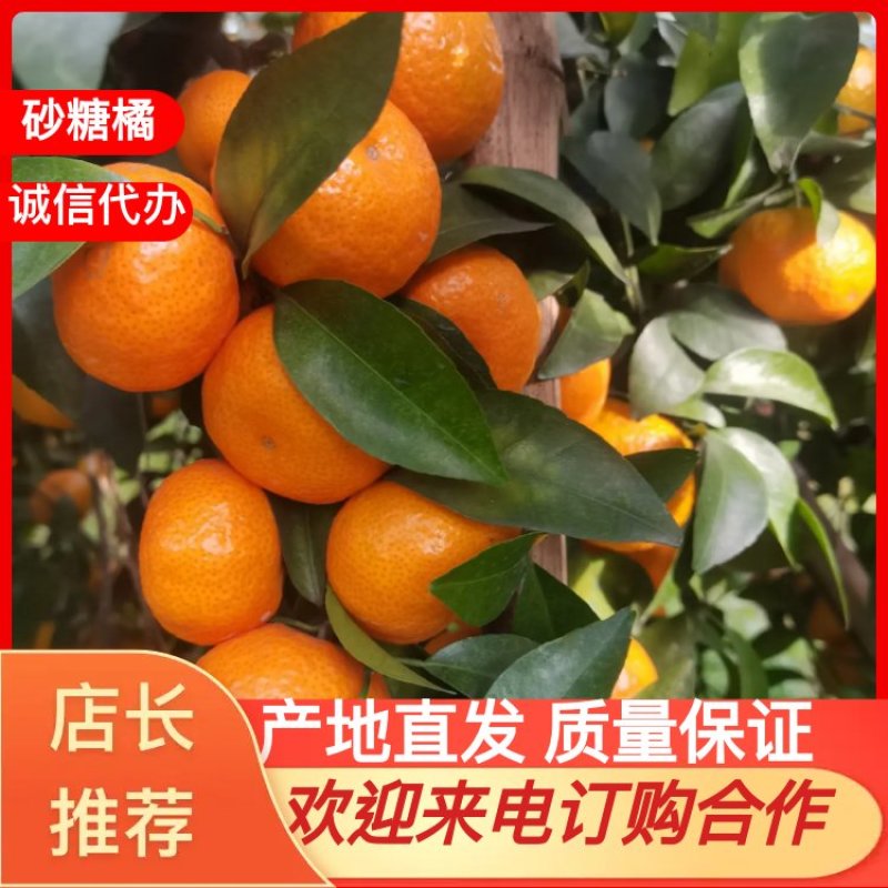 沙糖桔！正宗广西桂林沙糖桔开始上市了有需赶快联系！