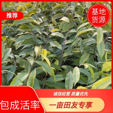 土沉香杯苗批发基地量大从优可视频看货欢迎采购