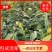 土沉香杯苗批发基地量大从优可视频看货欢迎采购