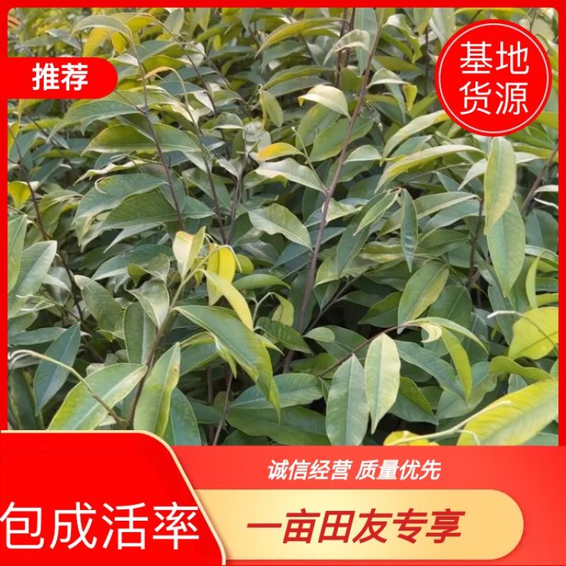 土沉香杯苗批发基地量大从优可视频看货欢迎采购