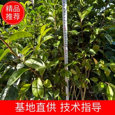 冬青基地直供耐寒成活率高货源充足量大从优