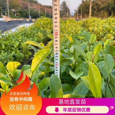 精品火力楠营养杯苗基地种植自产自销欢迎咨询订购