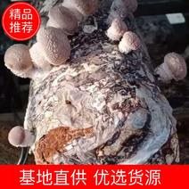 椴木香菇，一种超越肉香的香菇