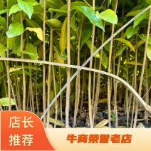 精品荷木营养杯苗产地直供品质保证基地直销