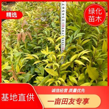 红椎杯苗实地现拍绿化苗木量大从优可视频看货