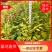 红椎杯苗实地现拍绿化苗木量大从优可视频看货