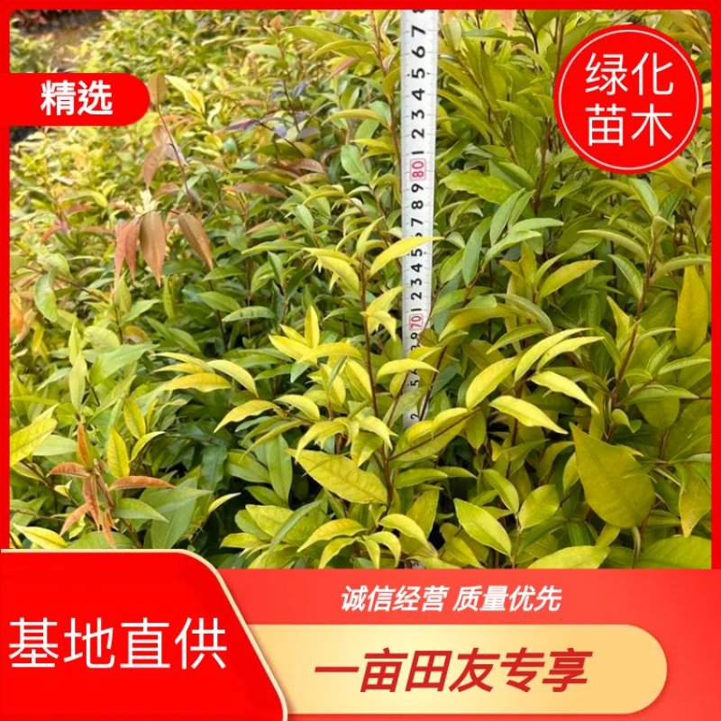 红椎杯苗实地现拍绿化苗木量大从优可视频看货