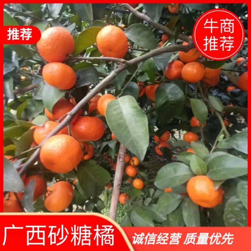 广西砂糖橘，沙糖桔，产地一手货源，质量保证，对接大型批发
