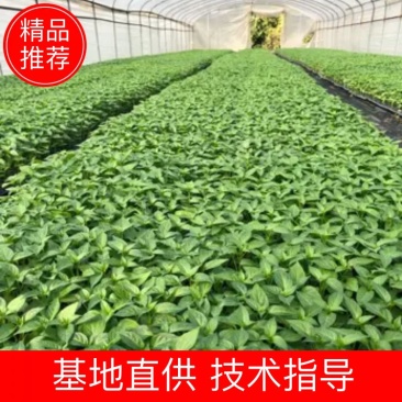 广东惠州产地实发辣椒苗规格齐全好一手货对接电商客户