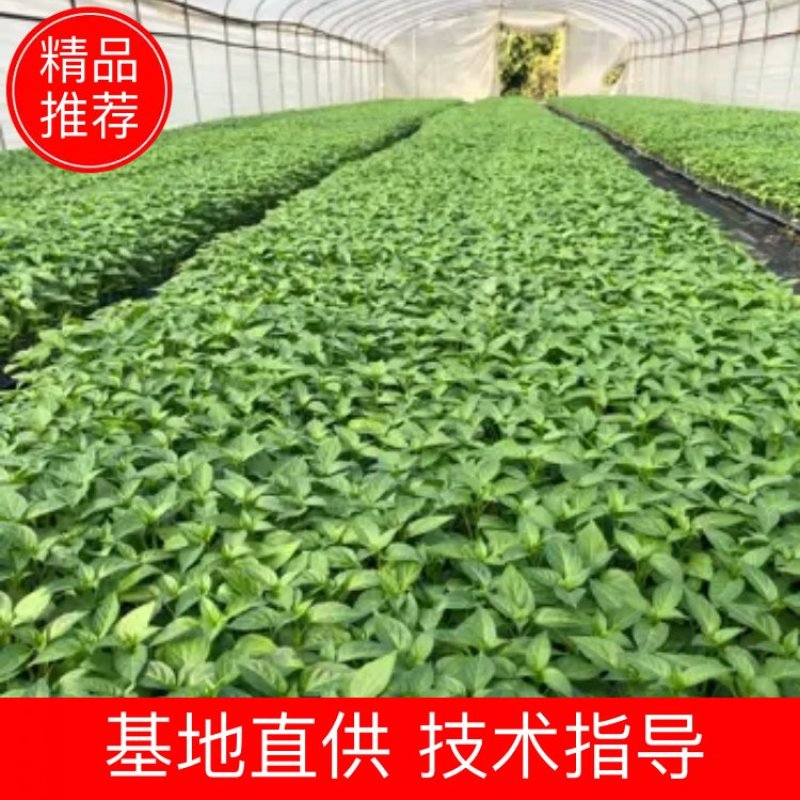 广东惠州产地实发辣椒苗规格齐全好一手货对接电商客户