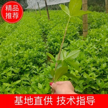 草珊瑚苗，欢迎考察种植基地，现货，苗批发