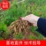 广西大天冬苗，提供技术，基地直供，货源充足，包回收
