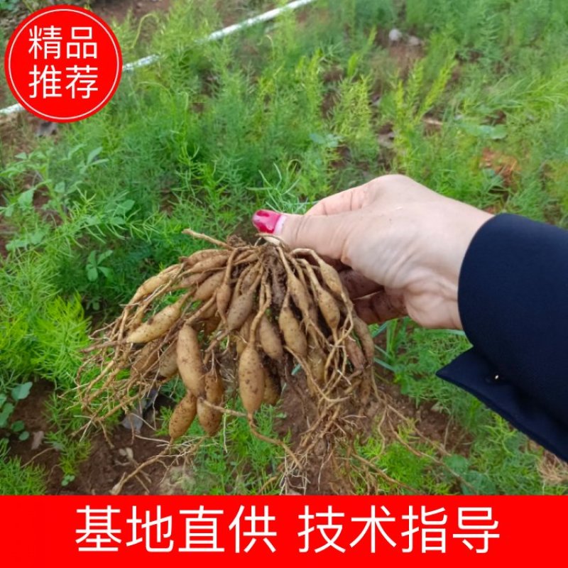 广西大天冬苗，提供技术，基地直供，货源充足，包回收