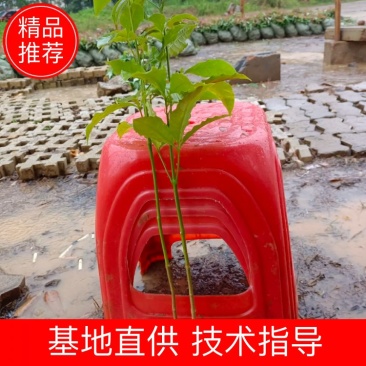广西三叉苦苗，成活好，根须发达杯苗，20公分到40公分，