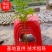 广西三叉苦苗，成活好，根须发达杯苗，20公分到40公分，