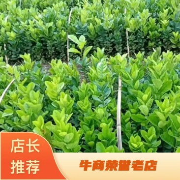 广佛手苗,杯苗,地苗,回收。苗壮,根须好