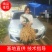 广西红花百部苗,基地直供,5个薯以上,货源充足,成品回收