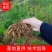 广西大天冬苗，包技术，成活好！5个薯起苗