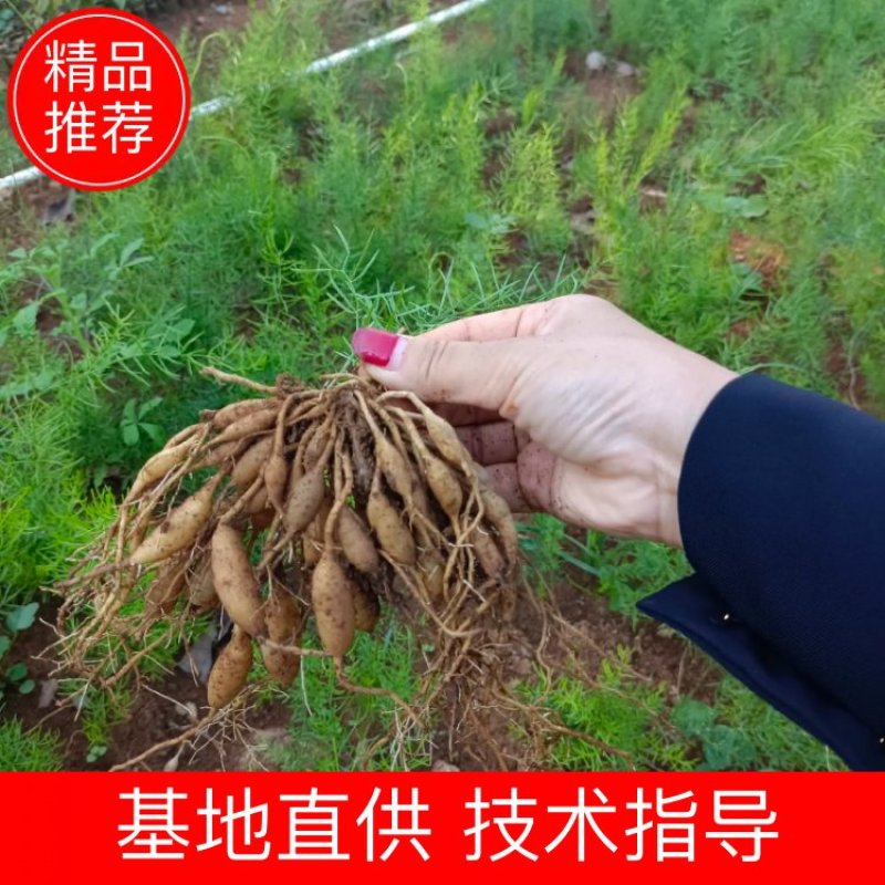 广西大天冬苗，包技术，成活好！5个薯起苗