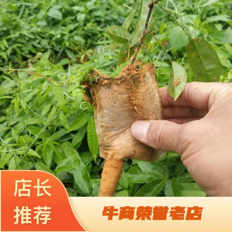 小叶牛大力苗，，成活好，根须发达，基地直供，货源充足