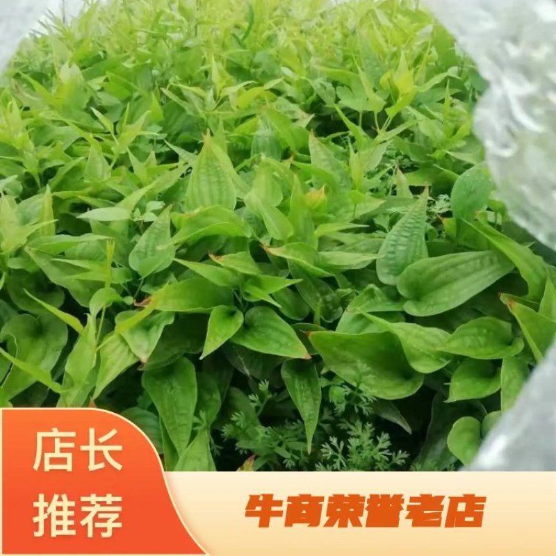 广西贺州红花，白花，百部苗，提供种植技术，基地直供