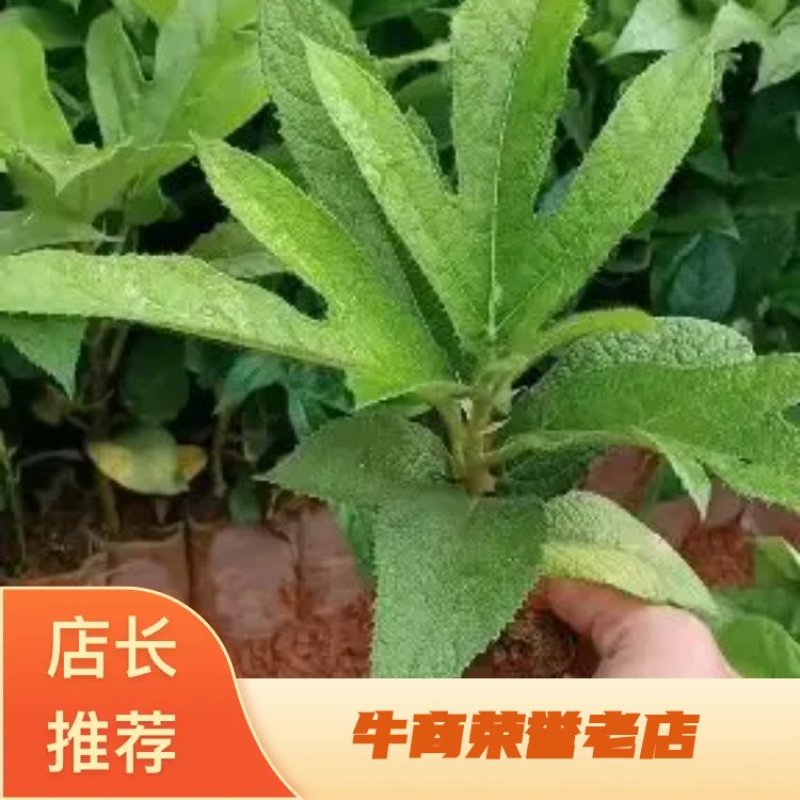 湖南五指毛桃苗，提供种植技术，成活好，基地直供，回收成品