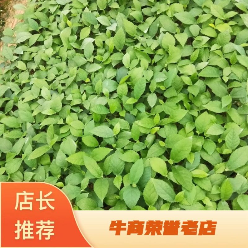 湖南五指毛桃苗，提供种植技术，成活好，基地直供，回收成品