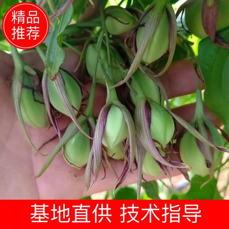 广西红花百部苗，育苗基地基供，根须好，货源充足，