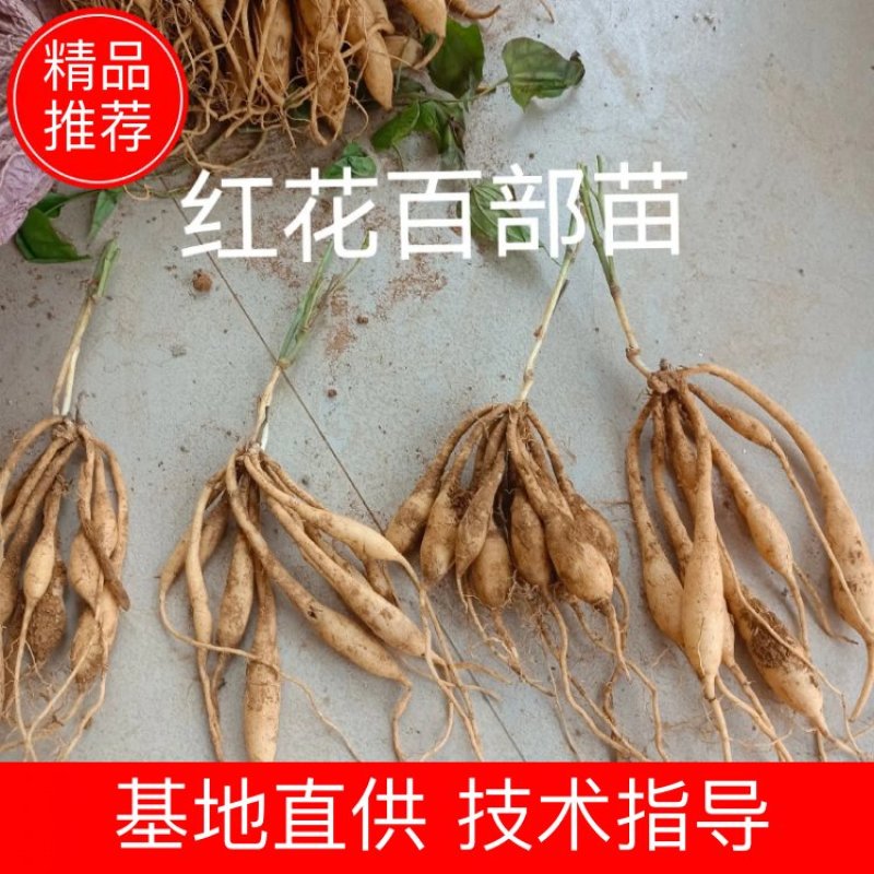 广西红花百部苗，育苗基地基供，根须好，货源充足，