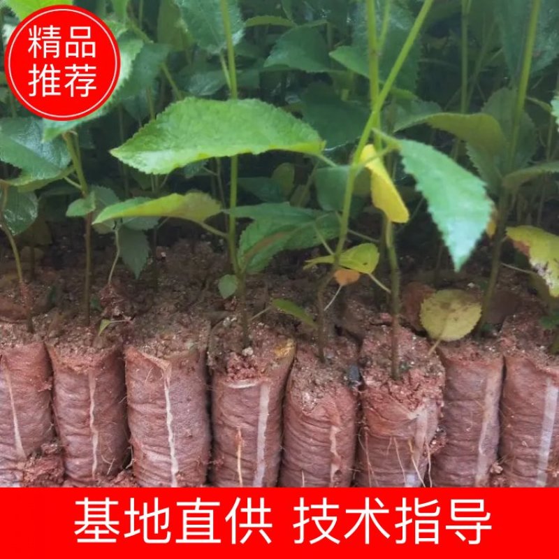 湖南五指毛桃苗，提供种植技术，成活好，基地直供，回收成品