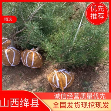各种规格白皮松占地白皮松绿化白皮松1到5米白皮松