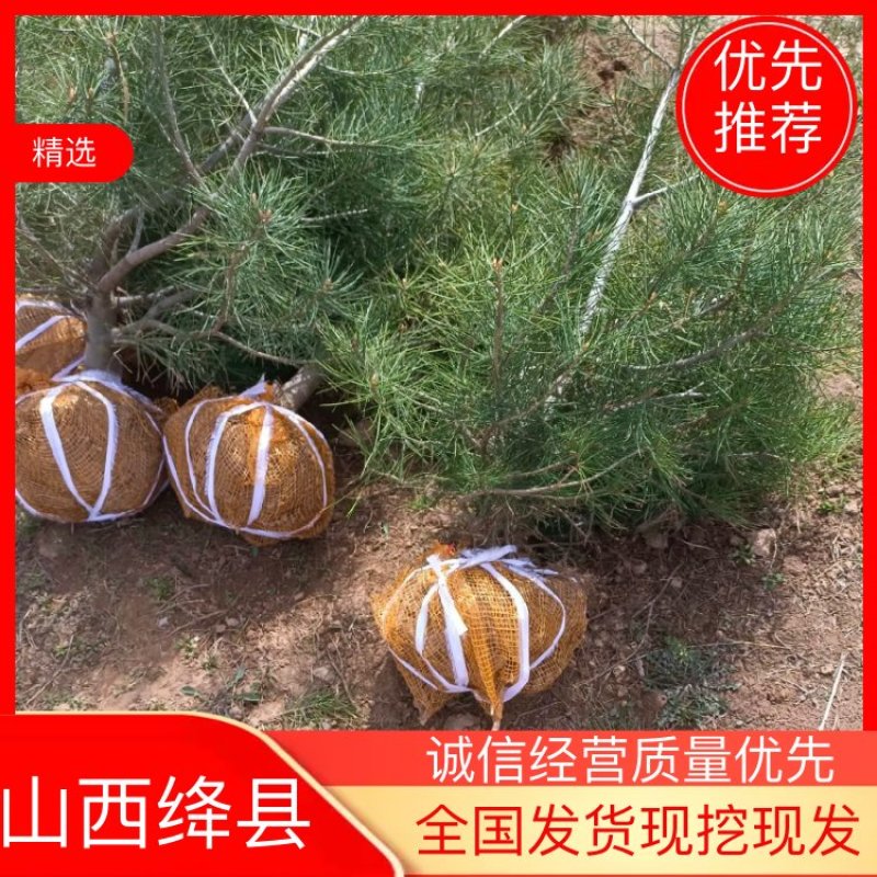 各种规格白皮松占地白皮松绿化白皮松1到5米白皮松