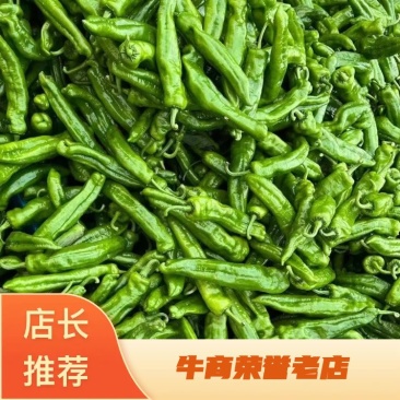 【鲜辣椒】河南精品鲜辣椒，泡椒大量供应，品质保证视频看货