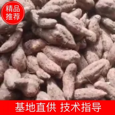 苏8红薯