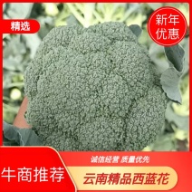 精品西兰花，现砍现发，色度好，商超品质，新鲜现货欢迎咨询