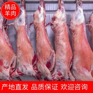 【羊肉】青海正宗羊肉一手货源品质保证可视频看货