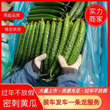 山东兰陵县精品密刺黄瓜产地直发一手货原，商超直供