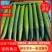 山东省临沂精品密刺黄瓜现货，一手货源，当天采摘当天卖
