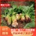 四川大头菜合包菜，货源充足量大优惠对接食品加工厂欢迎来电