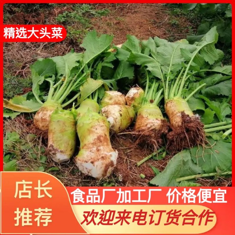 四川大头菜合包菜，货源充足量大优惠对接食品加工厂欢迎来电