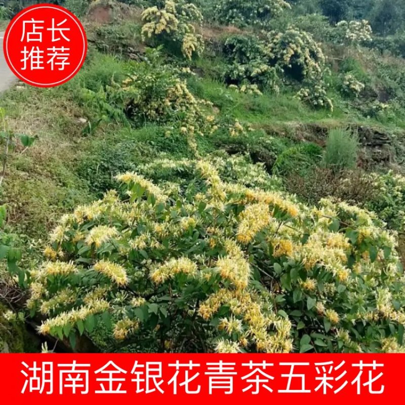 湖南金银花青茶五彩花现货供应库存充足大货批发