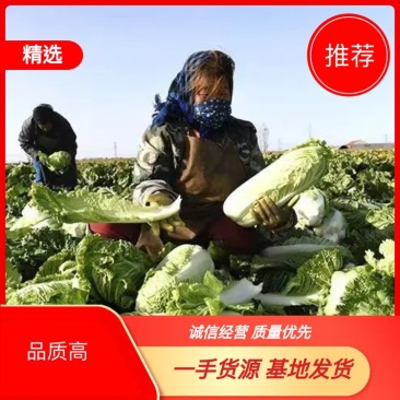 白菜大白菜北京新3号白菜基地发货保障质量实力