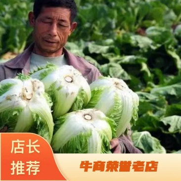 白菜大白菜实力有货一手货源货源充足基地发货
