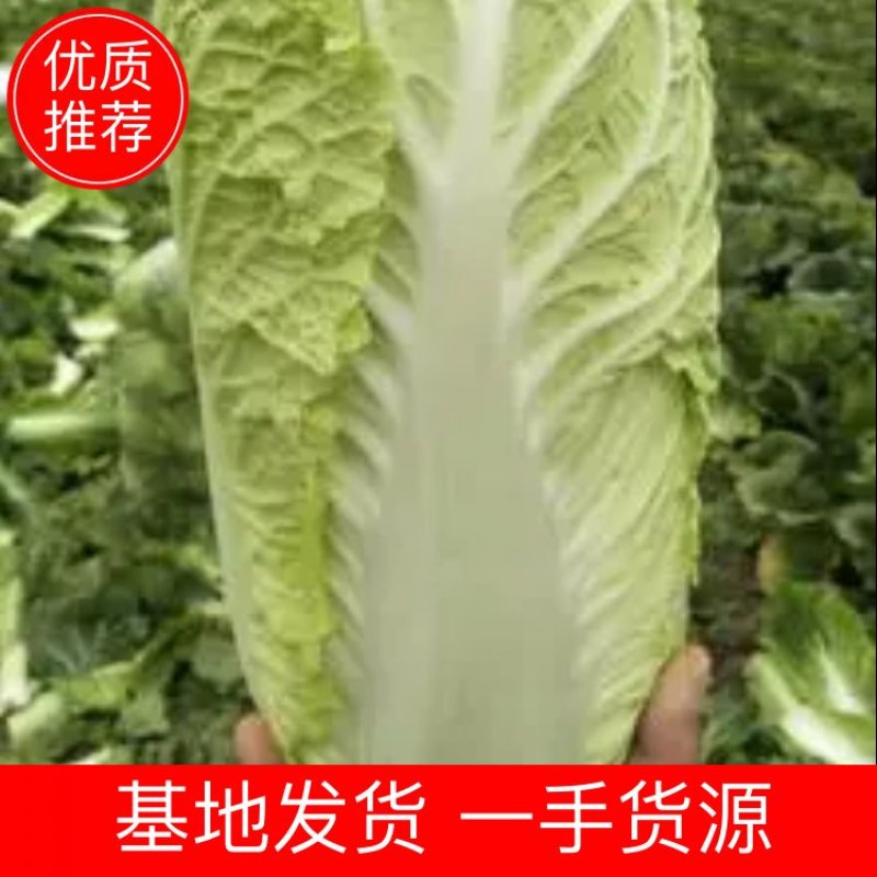 白菜北京新3号量大从优价格优惠一手货源品质高