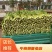 优选法国皇后芹菜55公分到60公分，大小均匀，欢迎下单