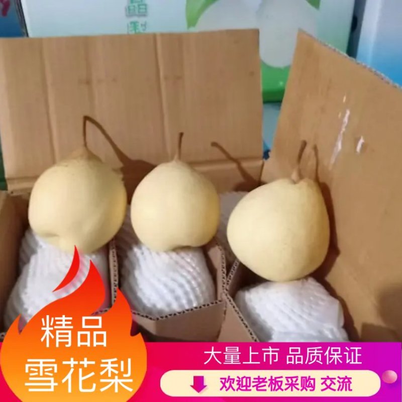 河北雪花梨，翠甜可口，货源充足，欢迎联系接商超市场电商