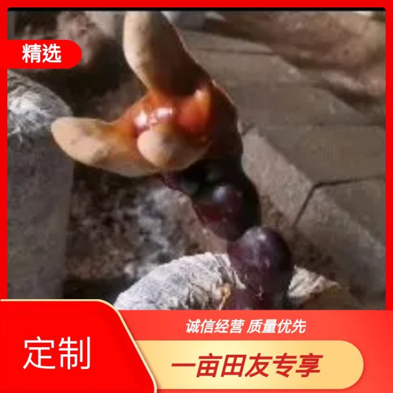 观赏药用盆景藏灵芝菌棒包，电商铺货菌棒，需预订