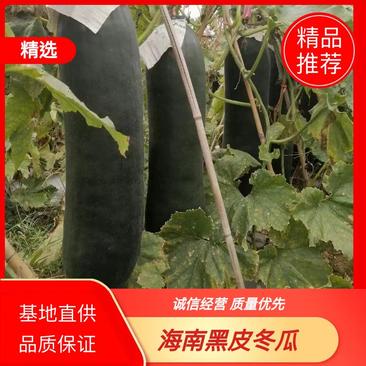 《优选》黑皮冬瓜12斤起，产地发货，品质保证，可对接商超